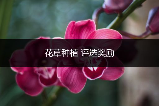 花草种植 评选奖励