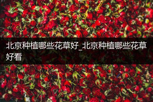 北京种植哪些花草好_北京种植哪些花草好看