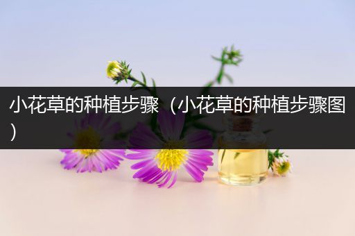 小花草的种植步骤（小花草的种植步骤图）