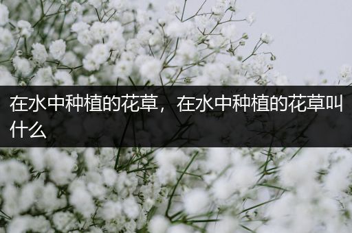 在水中种植的花草，在水中种植的花草叫什么