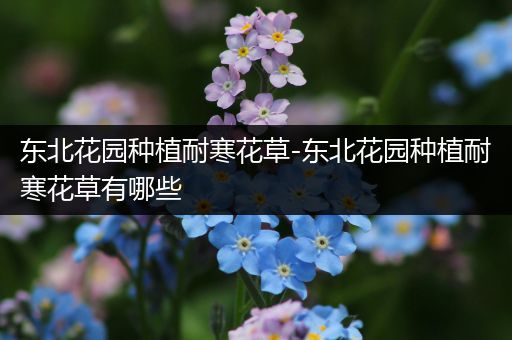 东北花园种植耐寒花草-东北花园种植耐寒花草有哪些