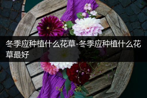 冬季应种植什么花草-冬季应种植什么花草最好