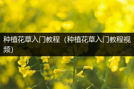 种植花草入门教程（种植花草入门教程视频）