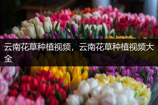 云南花草种植视频，云南花草种植视频大全