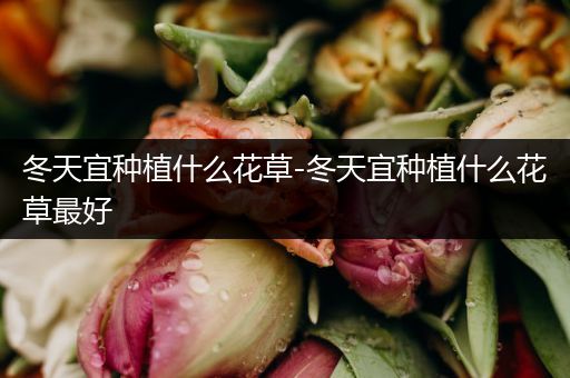 冬天宜种植什么花草-冬天宜种植什么花草最好