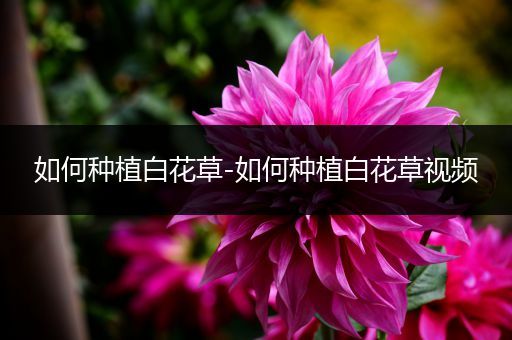 如何种植白花草-如何种植白花草视频