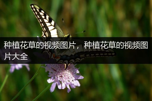 种植花草的视频图片，种植花草的视频图片大全