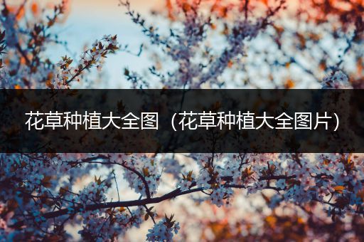 花草种植大全图（花草种植大全图片）