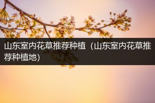 山东室内花草推荐种植（山东室内花草推荐种植地）