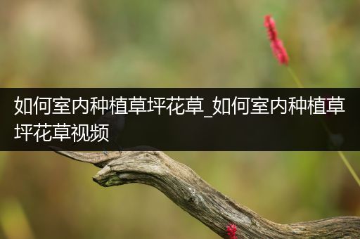 如何室内种植草坪花草_如何室内种植草坪花草视频