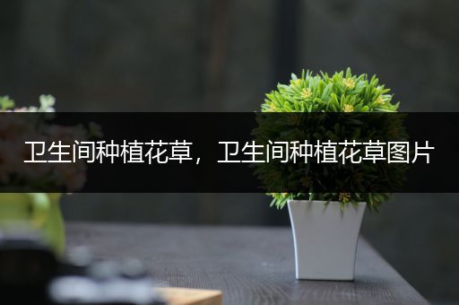 卫生间种植花草，卫生间种植花草图片