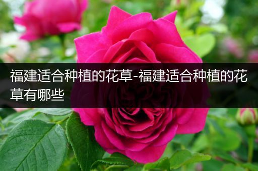 福建适合种植的花草-福建适合种植的花草有哪些