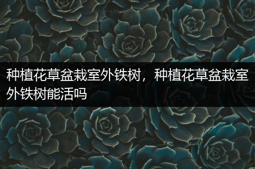 种植花草盆栽室外铁树，种植花草盆栽室外铁树能活吗