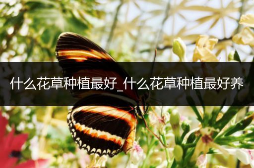 什么花草种植最好_什么花草种植最好养