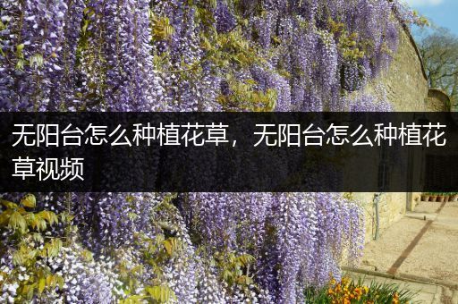 无阳台怎么种植花草，无阳台怎么种植花草视频