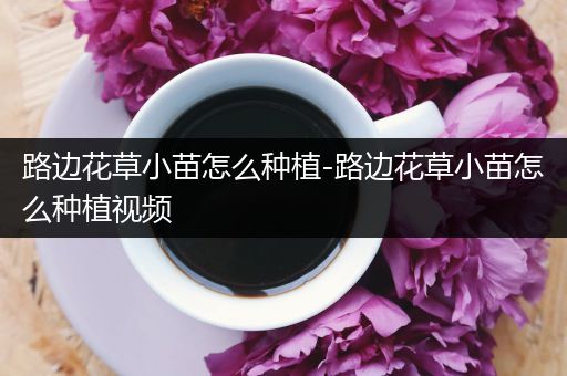 路边花草小苗怎么种植-路边花草小苗怎么种植视频