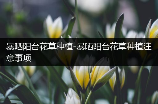 暴晒阳台花草种植-暴晒阳台花草种植注意事项