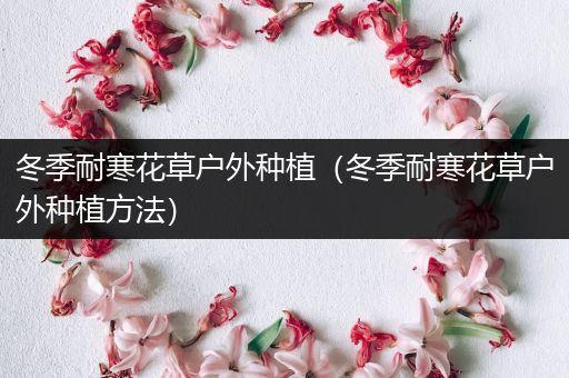 冬季耐寒花草户外种植（冬季耐寒花草户外种植方法）
