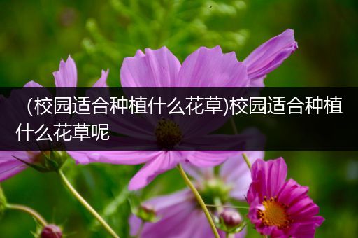 （校园适合种植什么花草)校园适合种植什么花草呢