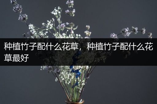 种植竹子配什么花草，种植竹子配什么花草最好