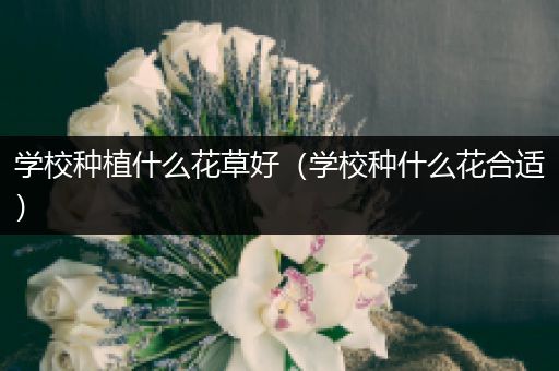 学校种植什么花草好（学校种什么花合适）