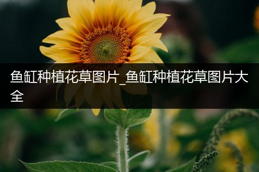 鱼缸种植花草图片_鱼缸种植花草图片大全