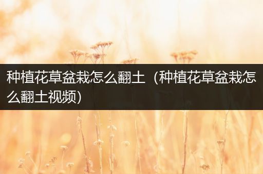 种植花草盆栽怎么翻土（种植花草盆栽怎么翻土视频）