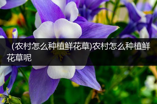 （农村怎么种植鲜花草)农村怎么种植鲜花草呢