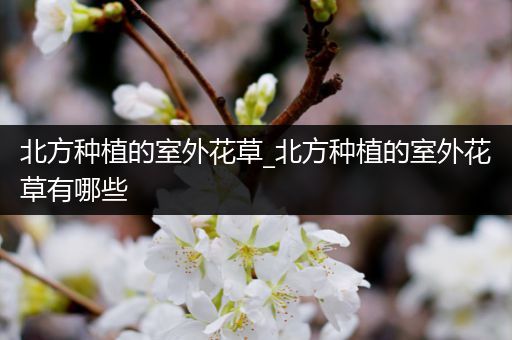 北方种植的室外花草_北方种植的室外花草有哪些
