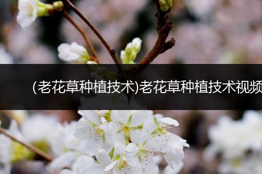 （老花草种植技术)老花草种植技术视频