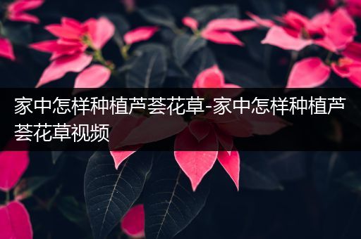家中怎样种植芦荟花草-家中怎样种植芦荟花草视频