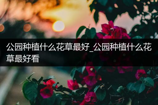 公园种植什么花草最好_公园种植什么花草最好看