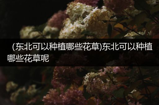 （东北可以种植哪些花草)东北可以种植哪些花草呢