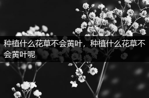 种植什么花草不会黄叶，种植什么花草不会黄叶呢