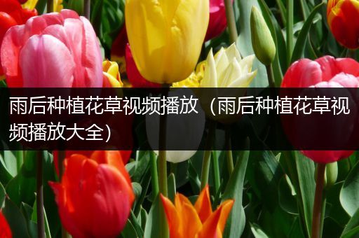 雨后种植花草视频播放（雨后种植花草视频播放大全）