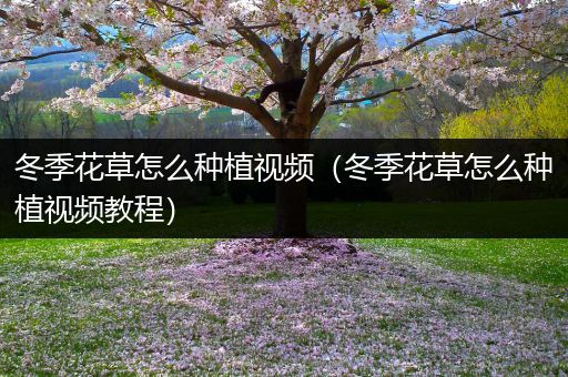 冬季花草怎么种植视频（冬季花草怎么种植视频教程）