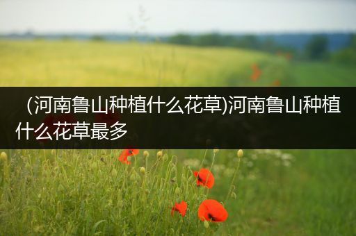 （河南鲁山种植什么花草)河南鲁山种植什么花草最多