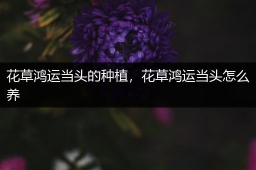 花草鸿运当头的种植，花草鸿运当头怎么养