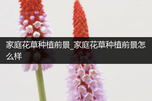 家庭花草种植前景_家庭花草种植前景怎么样