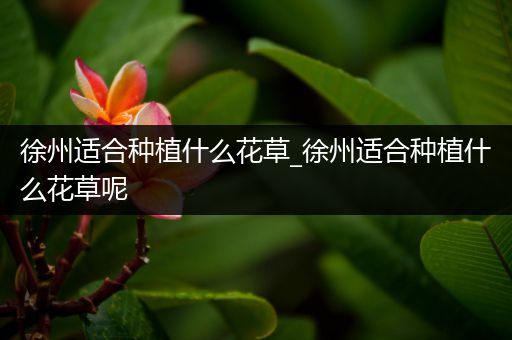 徐州适合种植什么花草_徐州适合种植什么花草呢