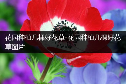 花园种植几棵好花草-花园种植几棵好花草图片