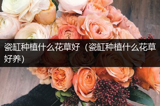 瓷缸种植什么花草好（瓷缸种植什么花草好养）