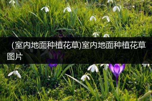 （室内地面种植花草)室内地面种植花草图片