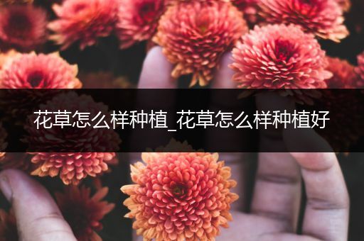 花草怎么样种植_花草怎么样种植好