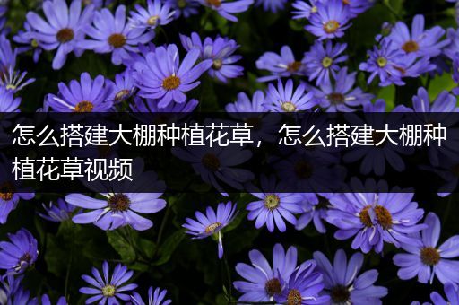 怎么搭建大棚种植花草，怎么搭建大棚种植花草视频