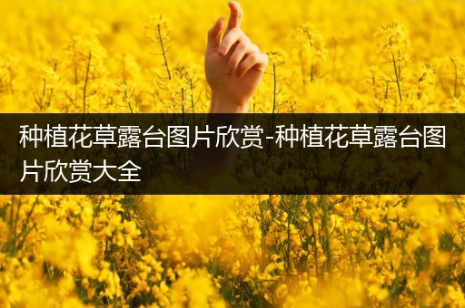 种植花草露台图片欣赏-种植花草露台图片欣赏大全