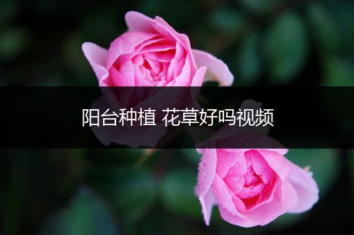 阳台种植 花草好吗视频