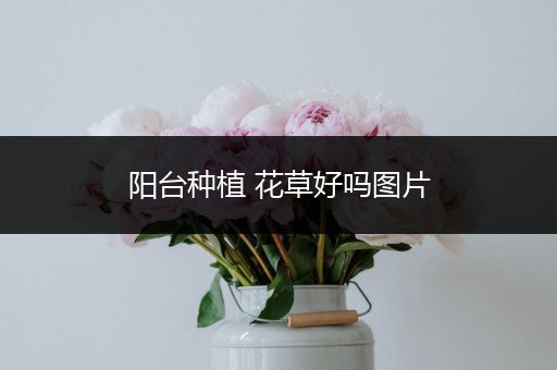 阳台种植 花草好吗图片