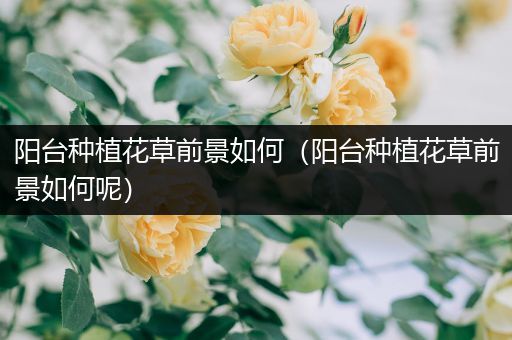 阳台种植花草前景如何（阳台种植花草前景如何呢）