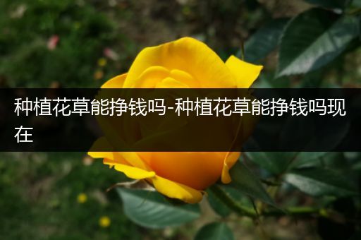种植花草能挣钱吗-种植花草能挣钱吗现在